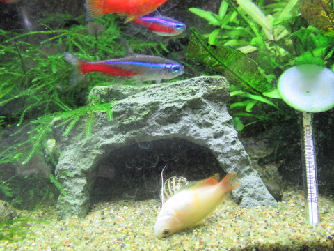 熱帯魚 水槽の水替え 大掃除とゴールデンハニーレッド ドワーフグラミーの死 虎ノ門虎之助のベランダ ラボラトリー Ft メダカ