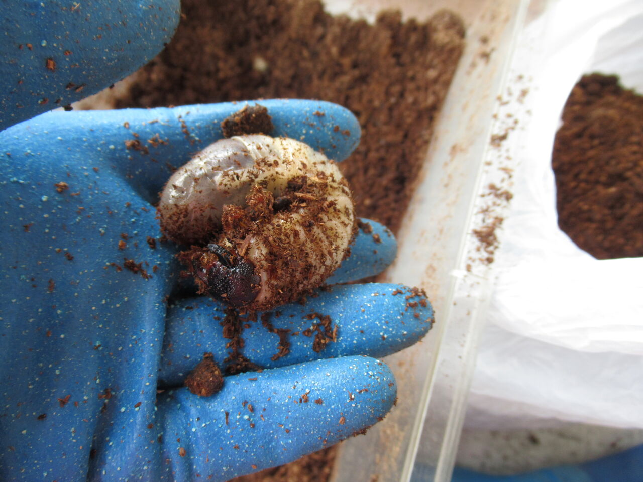 本格的な冬の前のカブトムシのマット交換 虎ノ門虎之助のベランダ ラボラトリー Ft メダカ 本格的な冬の前のカブトムシのマット交換 虎ノ門虎之助のベランダ ラボラトリー Ft メダカ