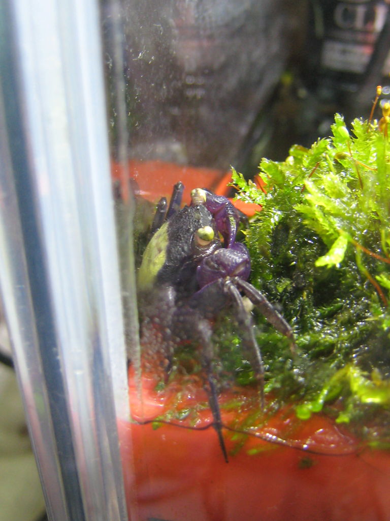 熱帯魚水槽 バンパイア クラブを飼う その後 陸地を作る 虎ノ門虎之助のベランダ ラボラトリー Ft メダカ