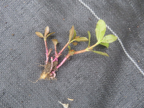 切っても生えるナガノツルノゲイトウ