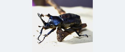 長生きカブトムシ