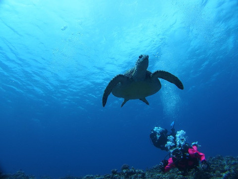 久米島ダイビングのウミガメ