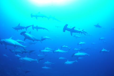 シュモクザメ群泳