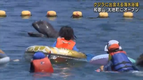 ハナゴンドウ０１