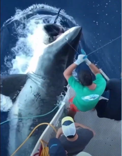 ホオジロザメでかい！