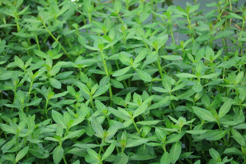 ナガノツルノゲイトウ