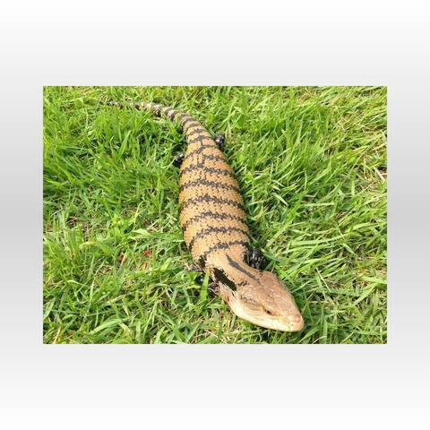 アオジタトカゲ