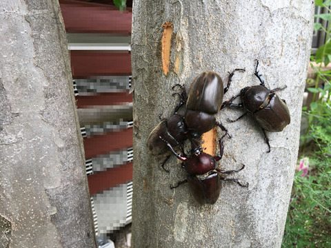 シマトリネコとカブトムシ