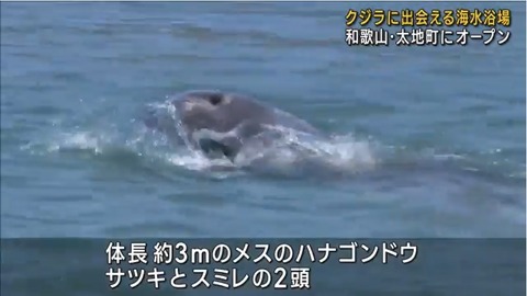 ハナゴンドウ０２