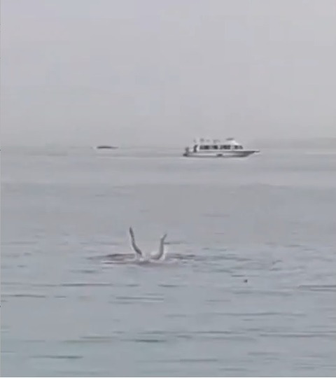 イタチザメのパワー