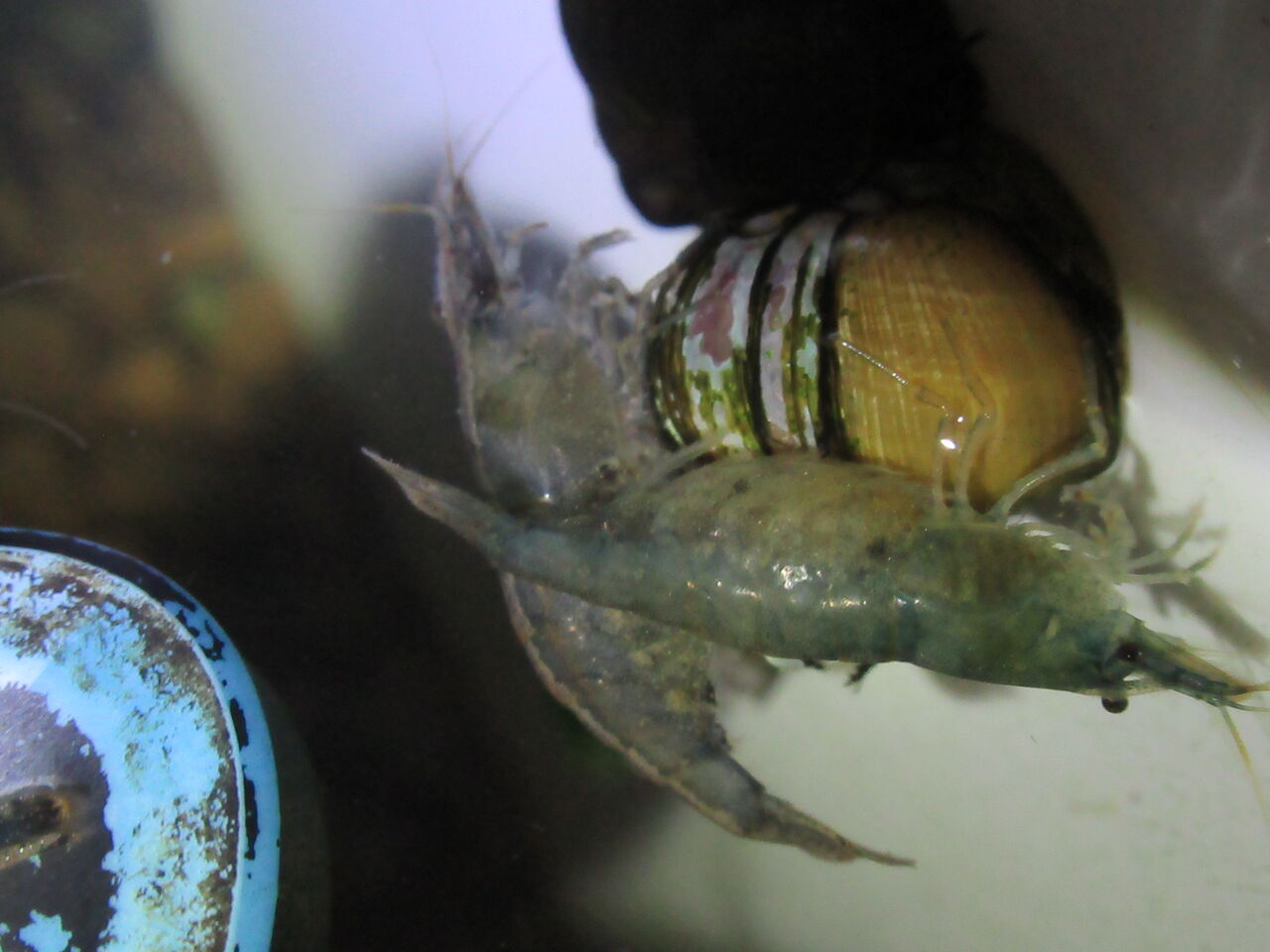 冬にどうしても屋外で水棲生物を飼育したい場合の話 竜ヶ崎竜之介のスマホ閲覧で通勤通学を有意義にするプログ