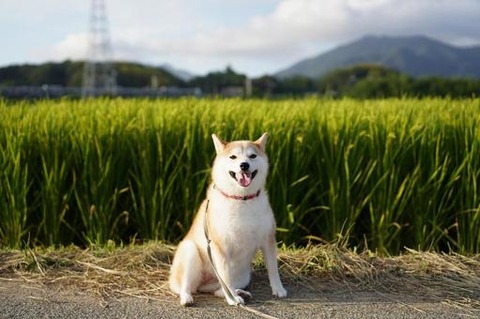 田んぼで座り込んでいる柴犬