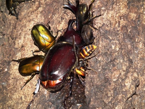 カブトムシとスズメバチww