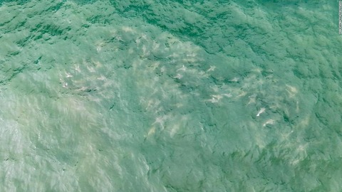01-log-island-school-of-sharks-070423-super-169