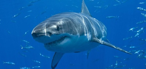Man-killed-in-Sydney-shark-attack