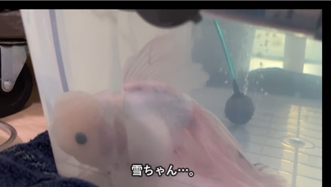 雪ちゃん最後の戦い01_