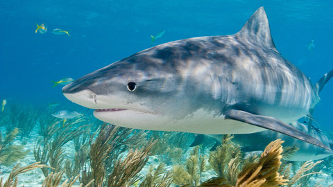 タイガーシャーク