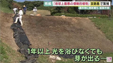 遮光シート敷いても芽が出るナガエツルノゲイトウ