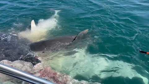 タイガーシャーク50匹がクジラの死骸を貪る