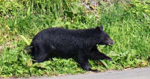 クマに4人襲われる　38歳男性が死亡　3人重傷　秋田・東成瀬村