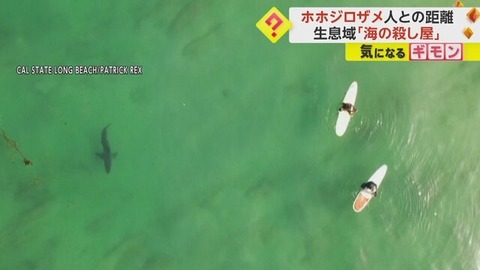 【”海の殺し屋”ホホジロザメ】人との距離「近いところで2m」 映画「ジョーズ」の様な被害ない