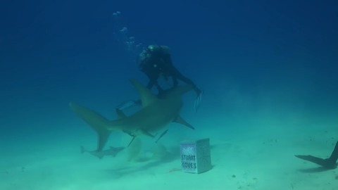 ハンマーヘッドシャークとダイバー