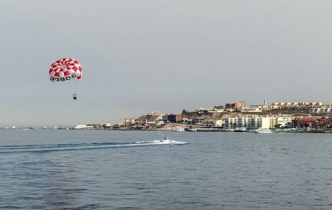 イタチザメ出現の紅海