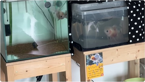 金魚の雪ちゃんとミンキー君最後の時_