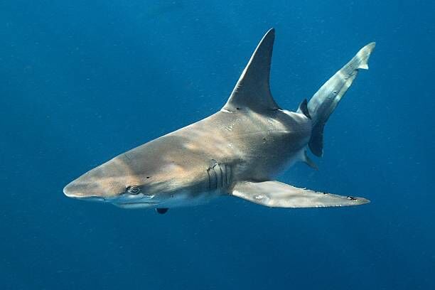 ホオジロザメが瀬戸内海で捕獲で珍しい いや 結構いるでしょ 竜ヶ崎竜之介のスマホ閲覧で通勤通学を有意義にするプログ