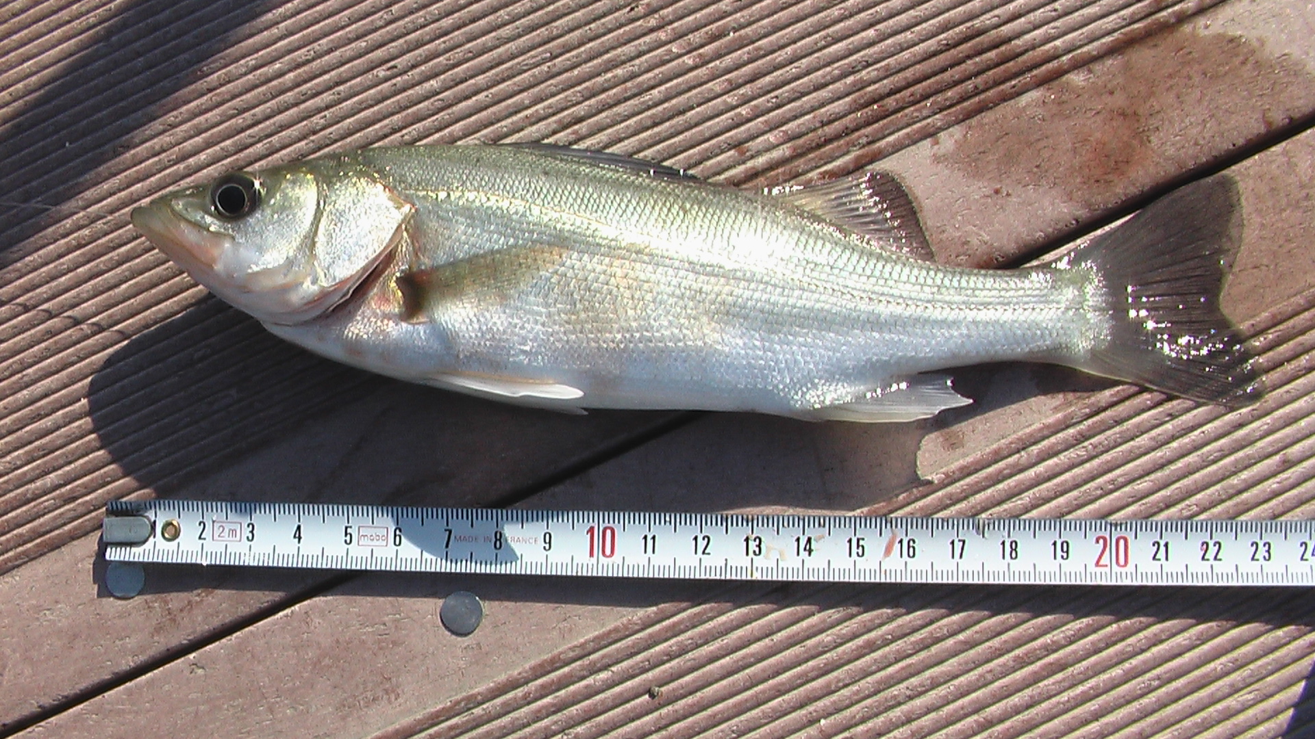岩淵水門で釣り お楽しみはこれからだぜ 岩淵水門で釣り お楽しみはこれからだぜ