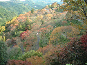 吉野山2