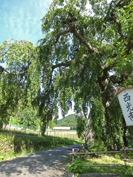 DSC09185