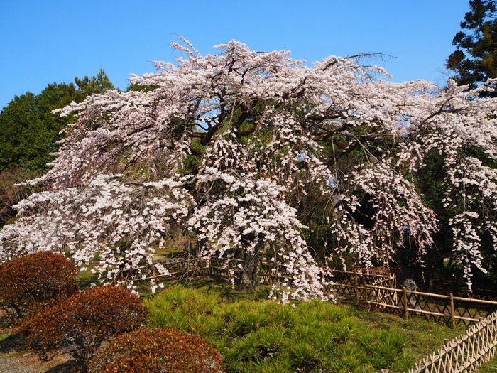 180326龍田さんの桜巡り_180329_0046