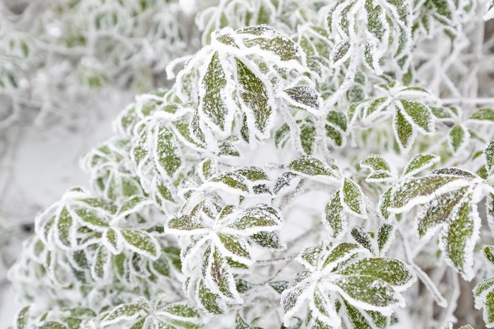 DSCF7508