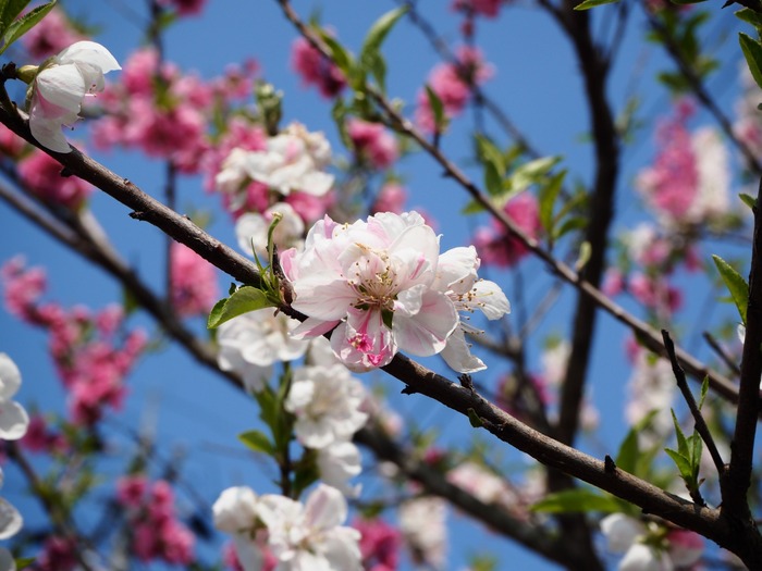 180326龍田さんの桜巡り_180329_0028