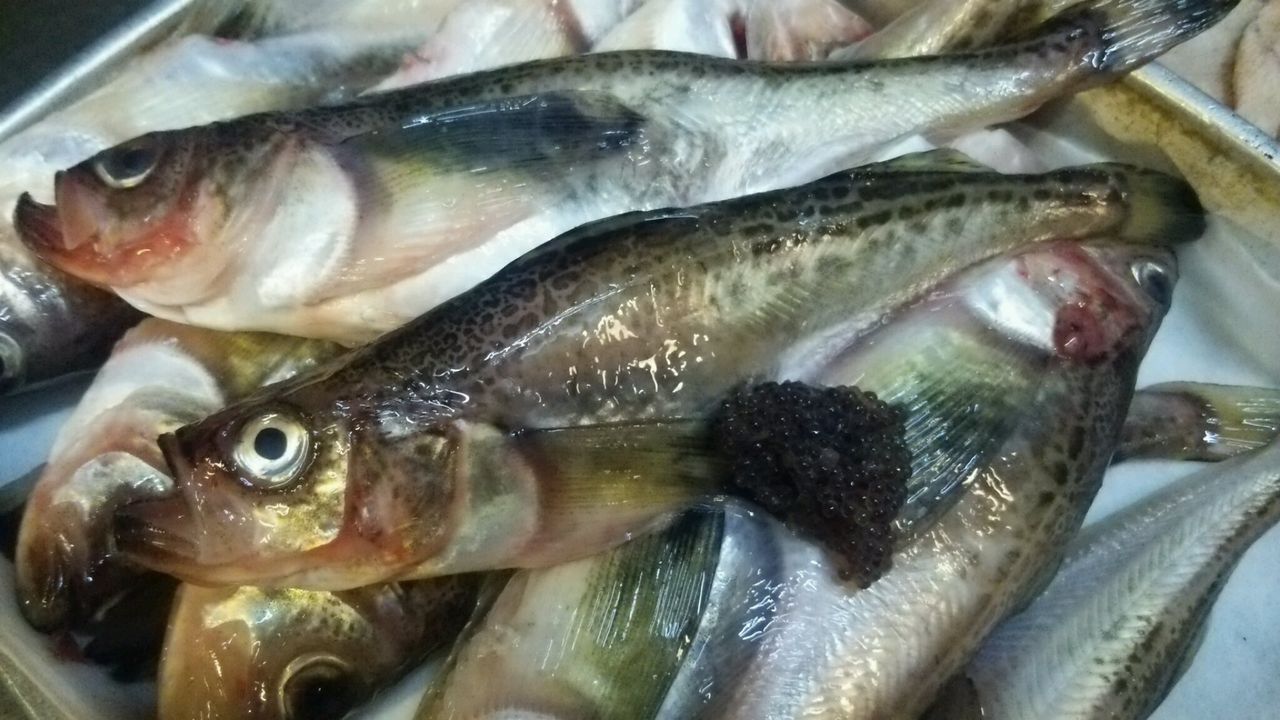 ハタハタ お米 愛知 豊橋 地魚居酒屋 寅八店主 鈴木はつあきの寅八ブログ ハタハタ お米 愛知 豊橋 地魚居酒屋 寅八店主 鈴木はつあきの寅八ブログ