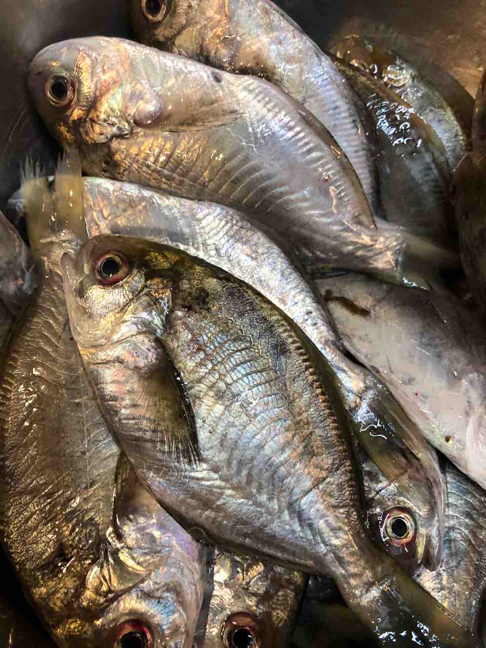 僕の好きな魚 愛知 豊橋 地魚居酒屋 寅八店主 鈴木はつあきの寅八ブログ 僕の好きな魚 愛知 豊橋 地魚居酒屋 寅八店主 鈴木はつあきの寅八ブログ