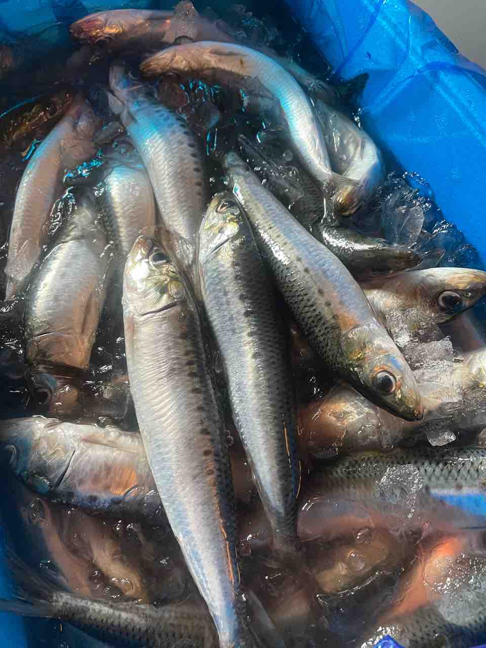 いわし 愛知 豊橋 地魚居酒屋 寅八店主 鈴木はつあきの寅八ブログ いわし 愛知 豊橋 地魚居酒屋 寅八店主 鈴木はつあきの寅八ブログ
