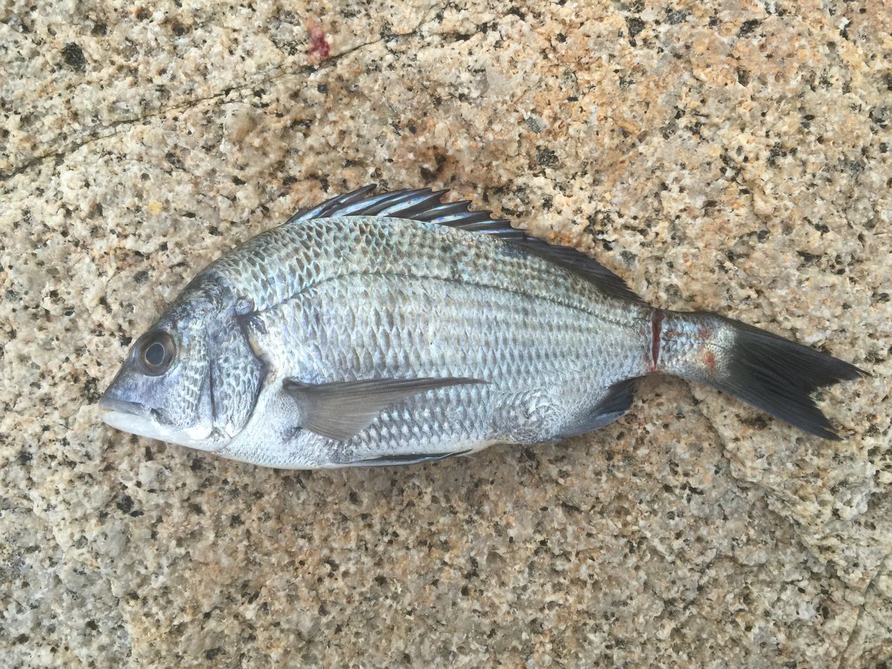 牛窓 師楽で釣り 牛窓周辺 いつまでたっても初心者 デーヒーと寅次郎の釣り日記 牛窓 師楽で釣り 牛窓周辺 いつまでたっても初心者 デーヒーと寅次郎の釣り日記