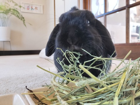 E04E701E-32A2-401B-81F4-A9E061AAC40B