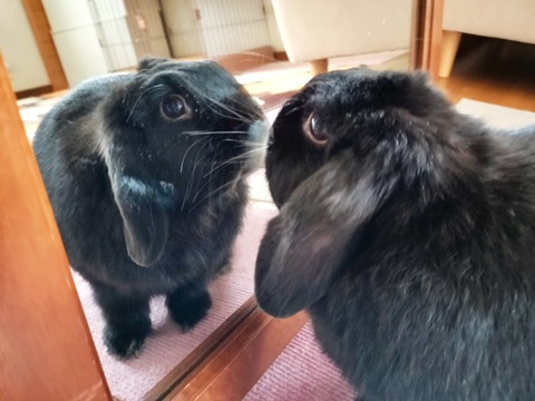 48433FD7-9E80-487F-A6C2-8D207F686124