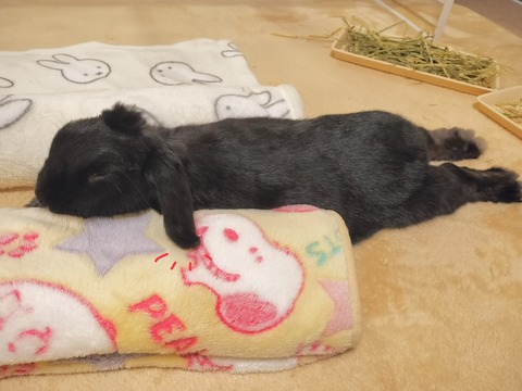 6521380F-F627-4ABB-B49F-27BBBE19F362