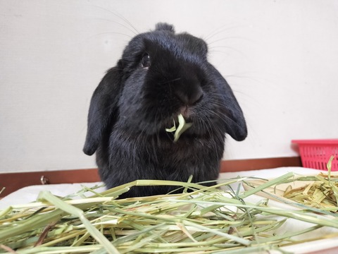 9331455A-38F6-40EC-9BFD-1140F8F042D0