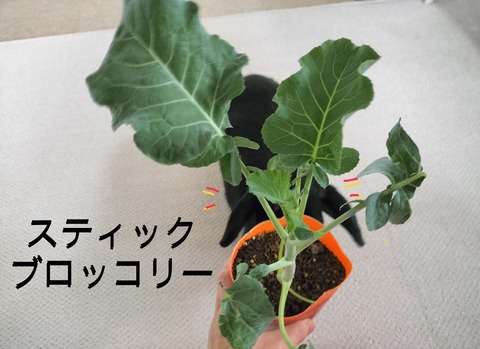 8531FEE7-650D-40F0-8804-17F31327C5AB