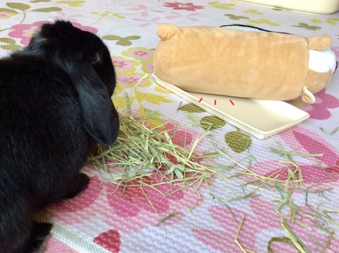 712C044F-DE50-492A-9A79-16F59BE33318