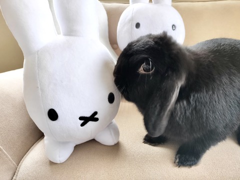 358AE063-9387-41A8-A708-6AEE1BB9D1C3