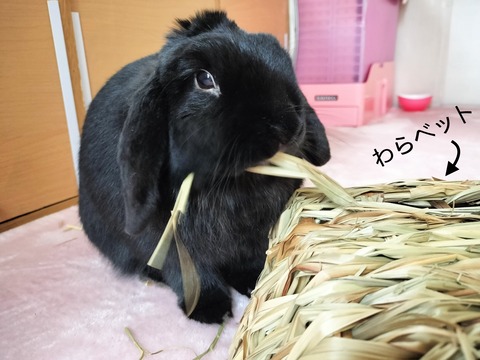 509D31C6-892E-4333-82B2-611A9B70CC85