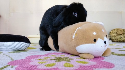 IMG_20220409_065947_1