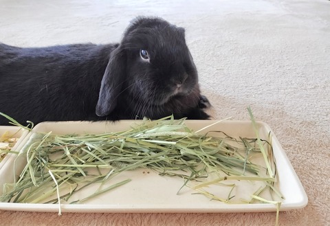 AAB25C6A-A02B-4D6E-8C1F-638D7E07EF96