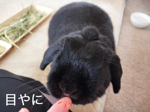 AB4CDE6B-5A53-481C-9790-8E4FFA1276EA